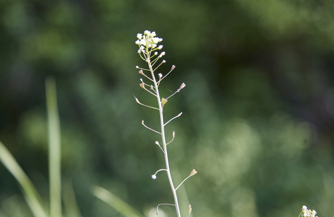 Plant of the Week, 19th December 2022- Shepherd's Purse (Capsella  bursa-pastoris (L.) Medik.) – Botany in Scotland