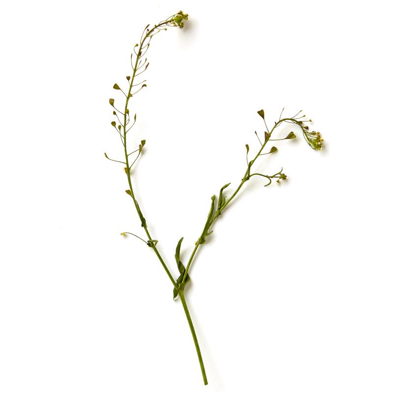 Foraging Texas: Yarrow